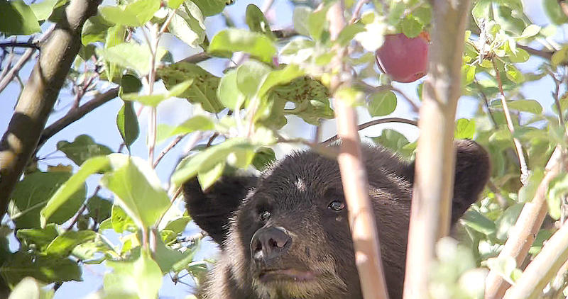 A black bear cub finds an apple tree full of apples in Hailey, Idaho