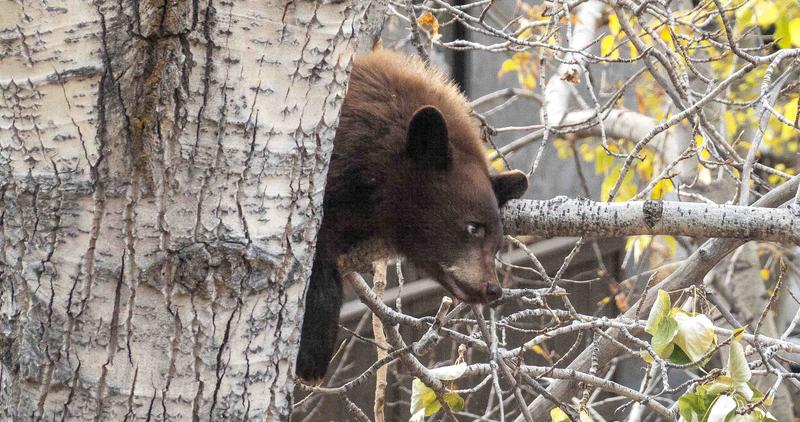 A small black bear cub in a tree along Trail Creek in Ketchum