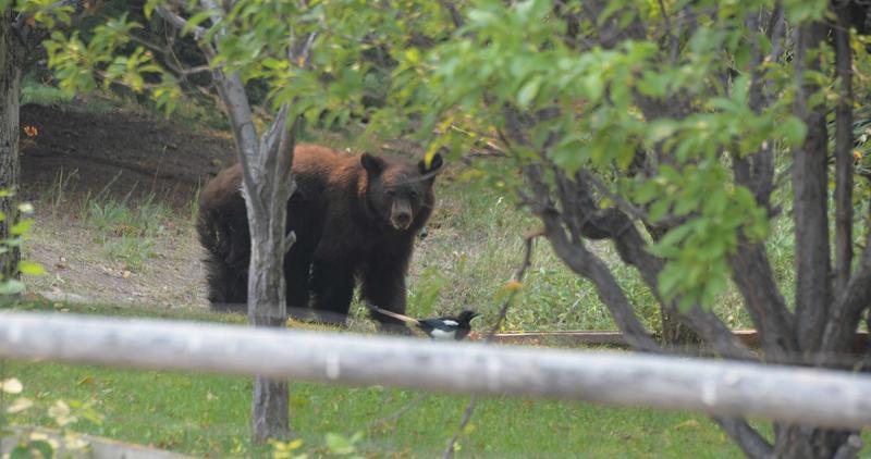 A black bear feeds on an apple tree in a residential backyard in Hailey August 2024