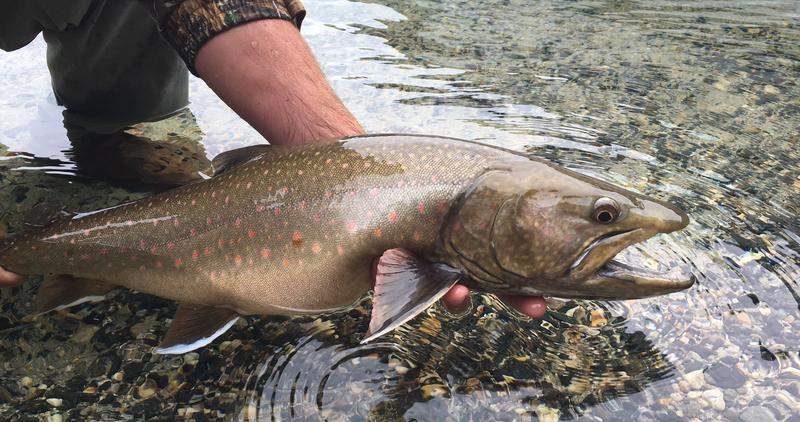 Priest Lake Adfluvial Bull Trout