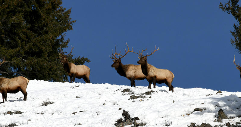 Bull Elk on  a snowy Ridgeline