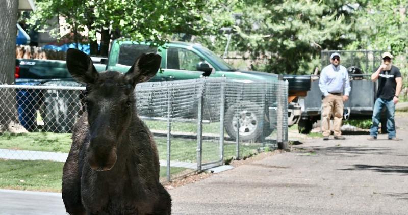 moose, Boise, June 22