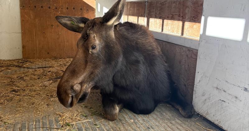 A brown female moose lying in trailer