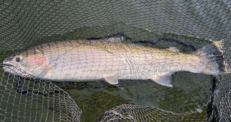 steelhead caught from the Clearwater River