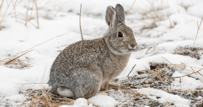 Cottontail rabbit