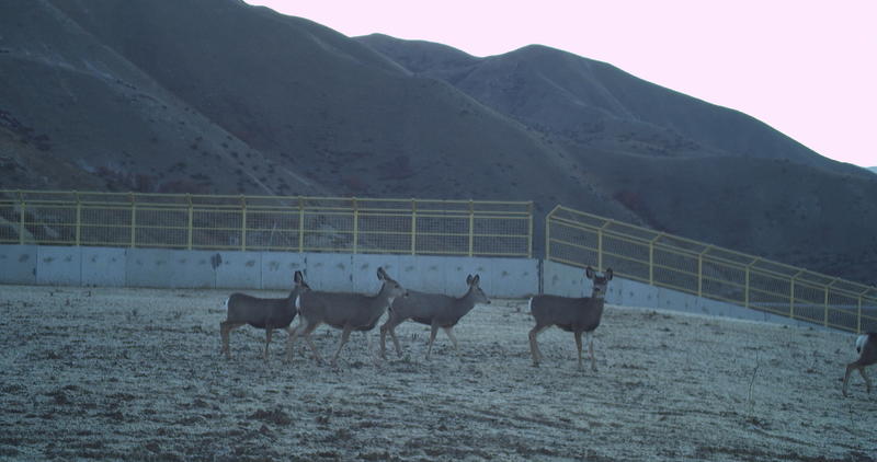 Deer crossing the Highway 21 overpass.