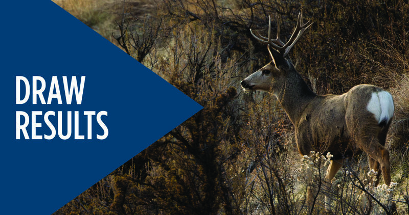 controlled hunts nonresident draw results