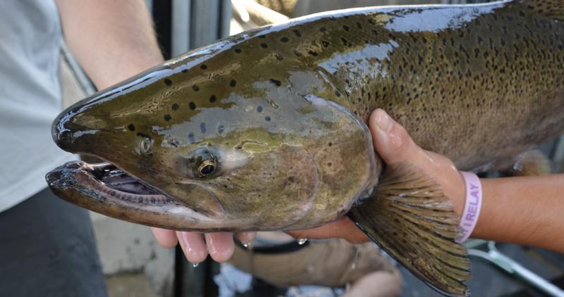 Chinook