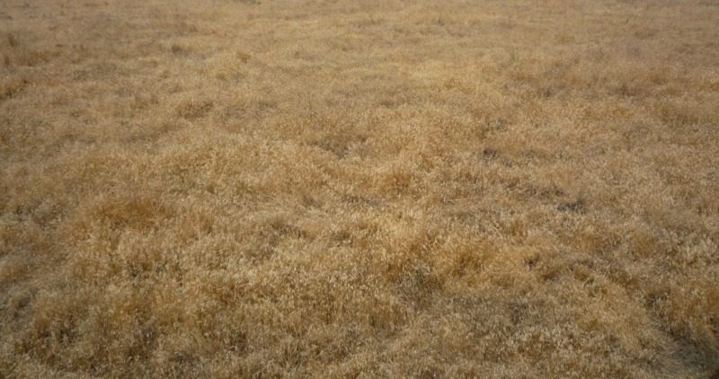 A field of cheatgrass