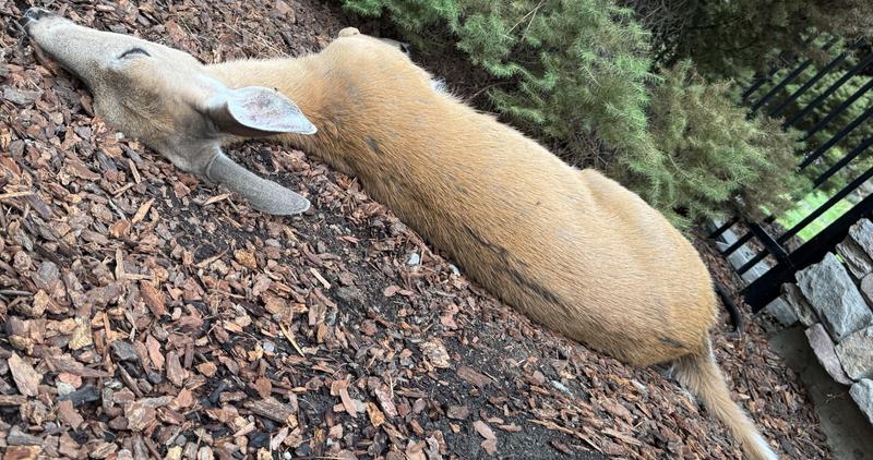 Deer killed by epizootic hemorrhagic disease in the Panhandle Region.
