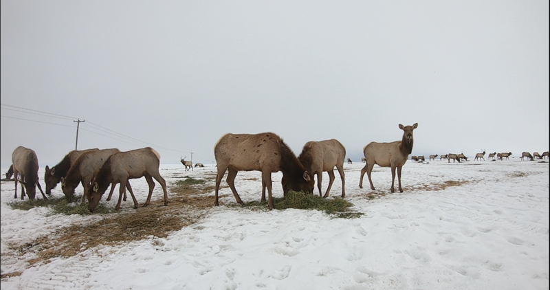 Elk on a hay feed line