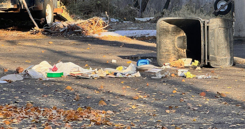 Garbage is scattered after a bear gets into a residential garbage cart