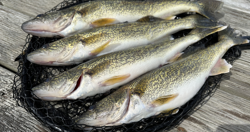 Walleye in Lake Pend Oreille.