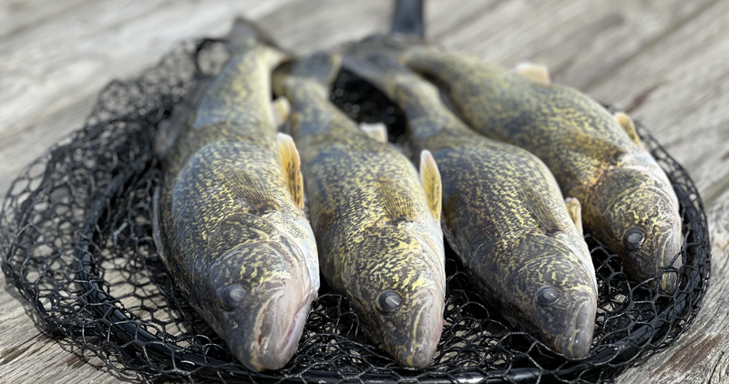 Walleye in Lake Pend Oreille.