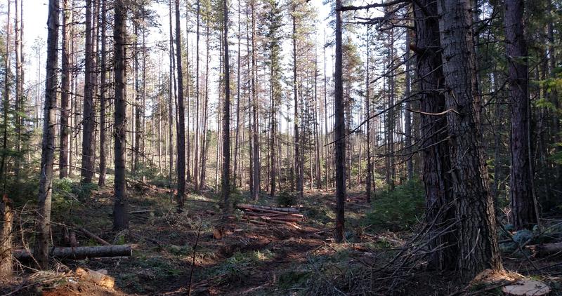 Timber at Farragut wildlife management area