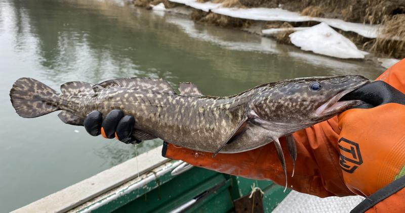 Burbot from the Kootenai River