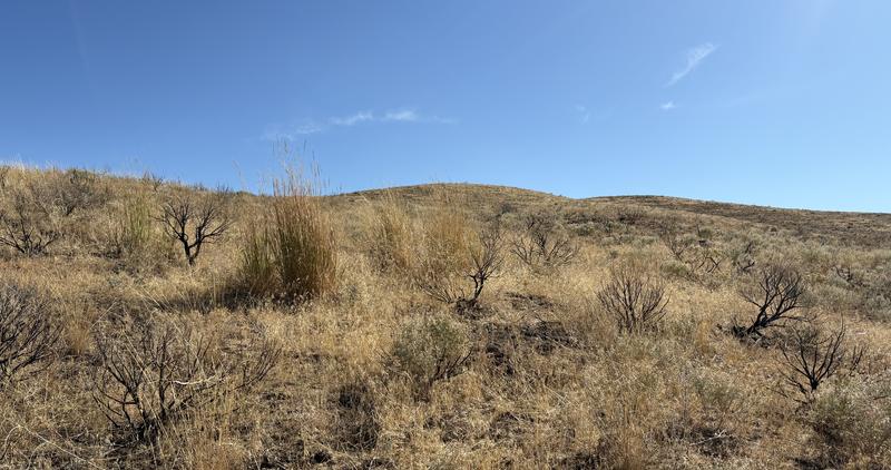 cheatgrass_aerialspraying_2025