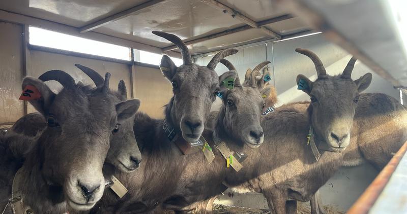 California bighorns relocation owyhees