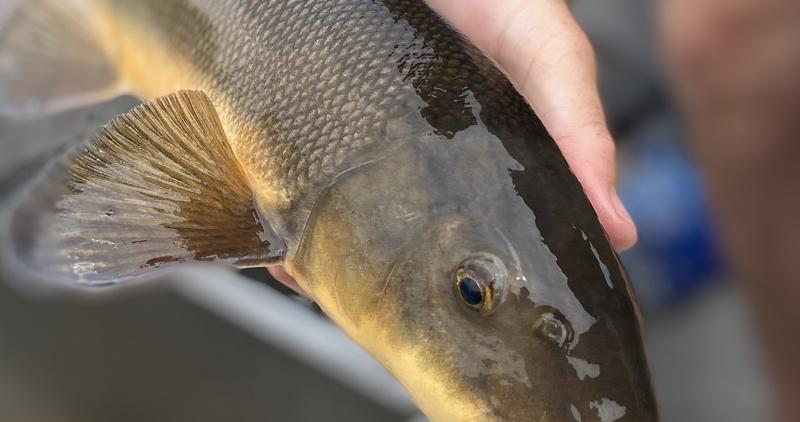 Largescale Sucker from Clearwater River