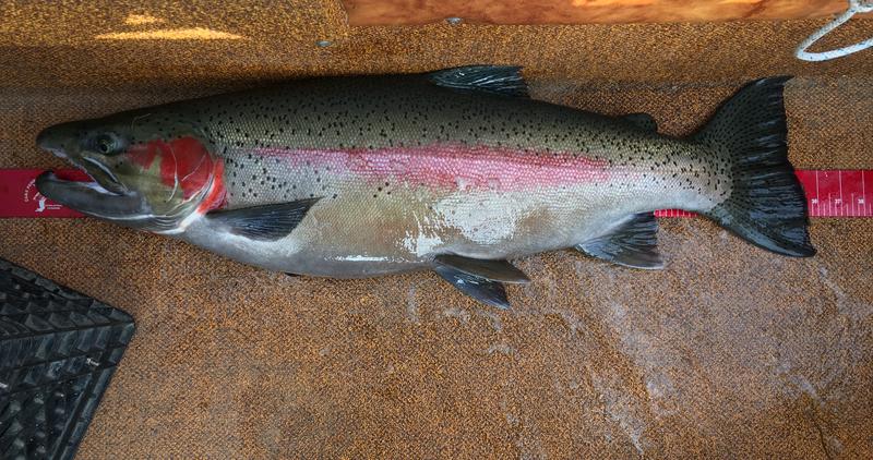 Rainbow trout caught on Lake Pend Oreille
