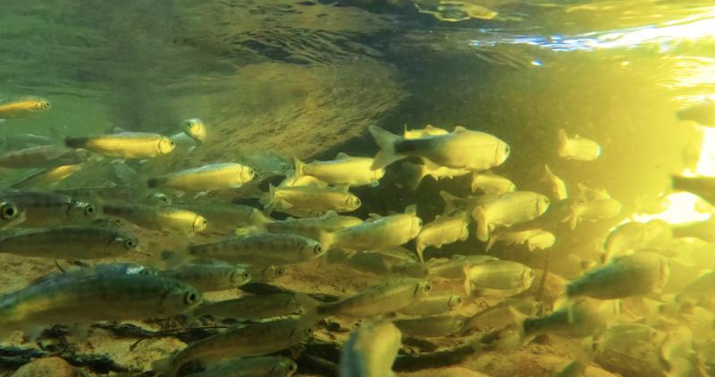 kokanee fry captive broodstock