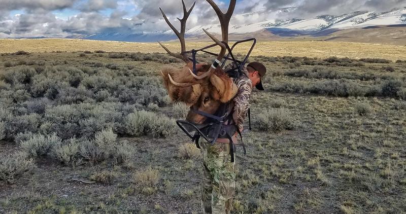 Man in camo packing out an elk hide and antlers