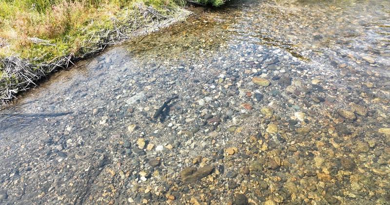 Male Chinook Salmon