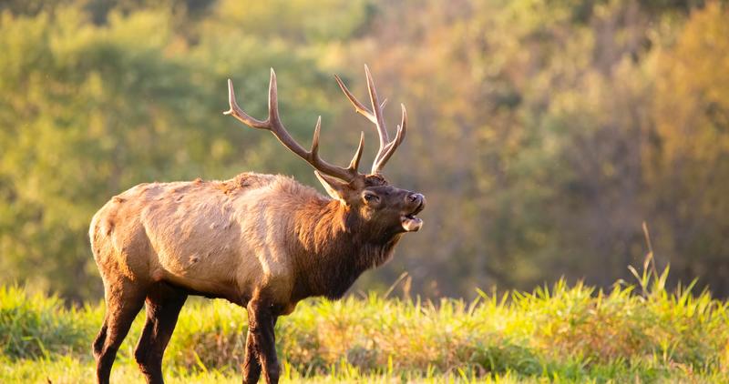 bull elk_unsplash_scwhartz