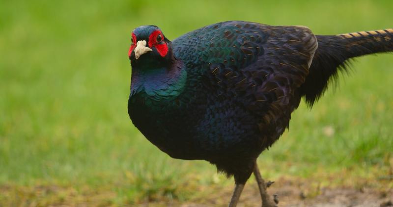 Melanistic black pheasant walking on green grass and dirt