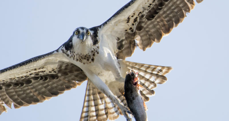 An osprey in flight with a fish in it's talons