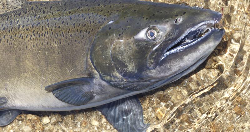 Chinook salmon from the South Fork Salmon River 