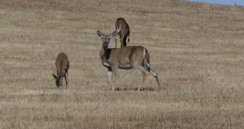 white-tailed deer, whitetails, deer