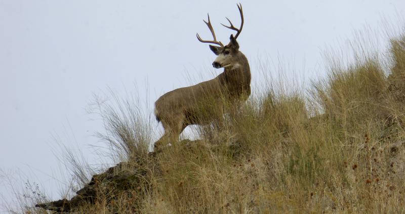 mule deer