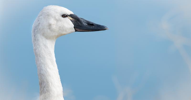 quiz-swan-course-q7-which-species