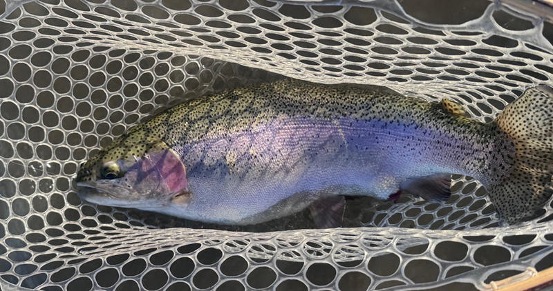 rainbow, trout, net