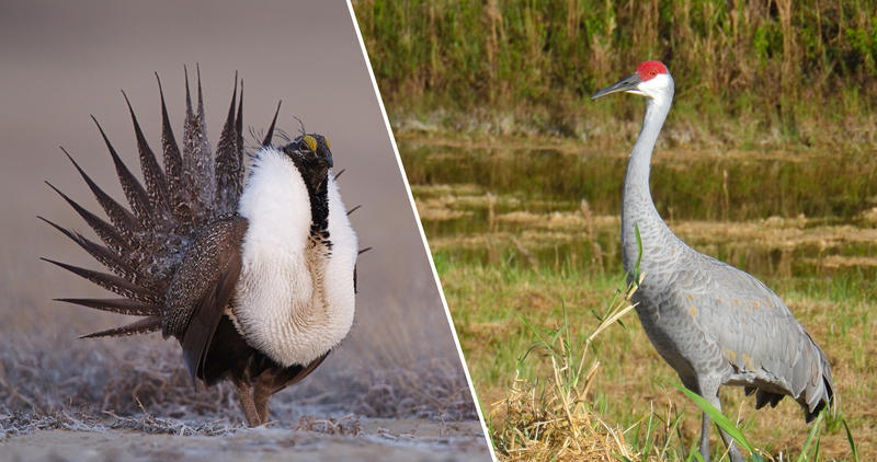 Sage-grouse sandhill crane_split_thumbnail