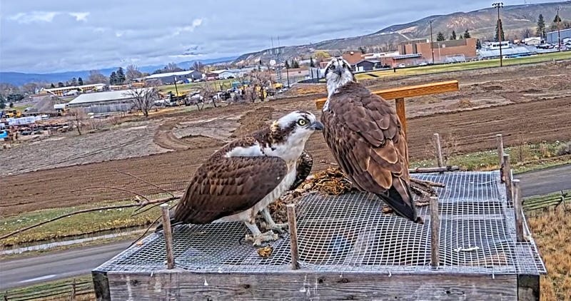 osprey cam still salmon region