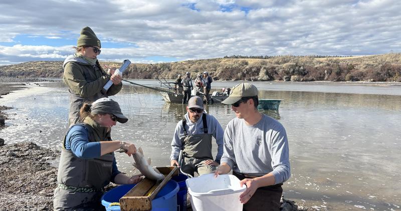 Men and women outdoors measuring fish.  Water and cloud-filled sky in background.