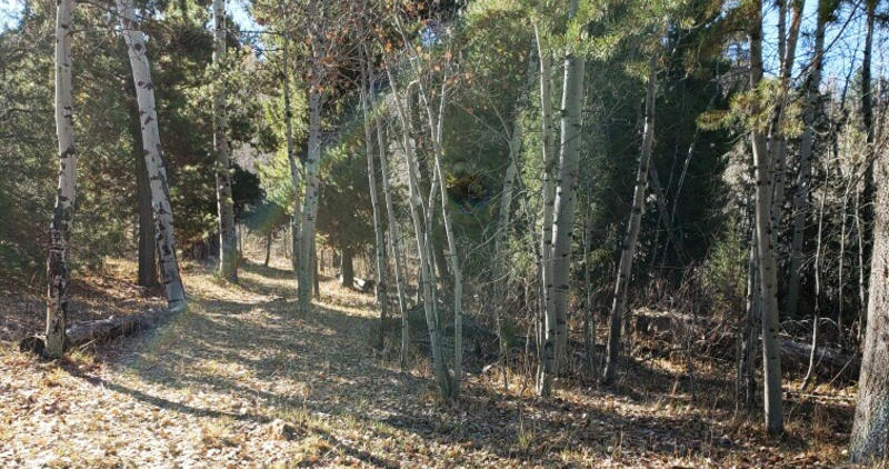 Dispersed campsite in the South Hills in GMU 54