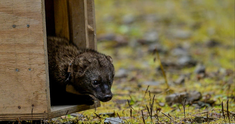 fisher 2026 idaho panhandle