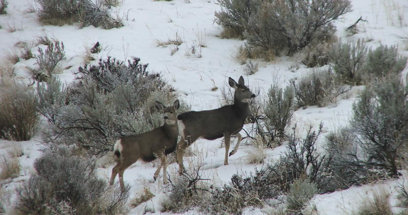 Mule Deer on the Boise River WMA