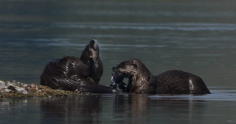 two river otters in water one eating a fish September 2012