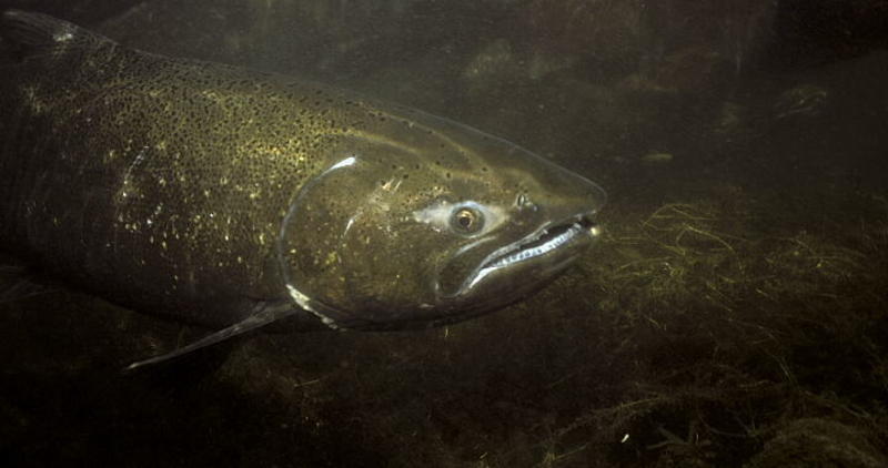Red River Wildlife Management Area WMA chinook salmon underwater shot
