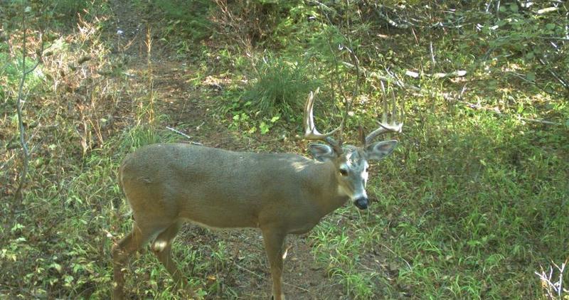 white-tailed_deer_buck_game_camera