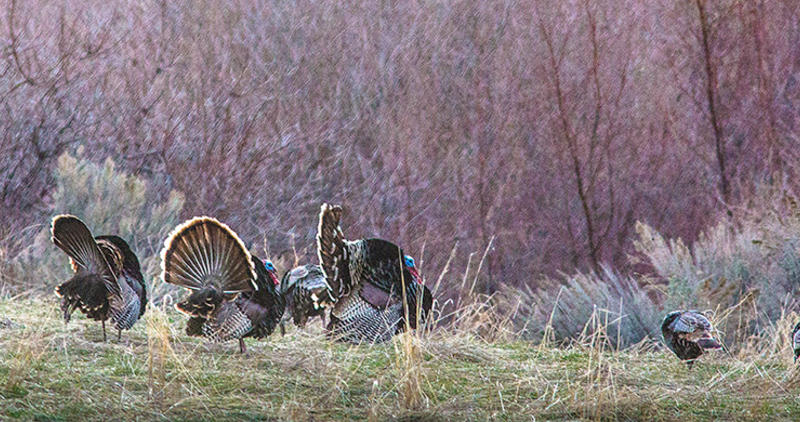 wild_turkey