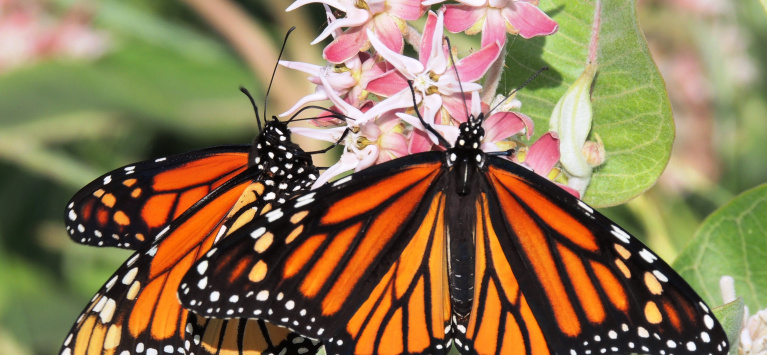 adult monarch butterflies sip nectar from the flowers of showy milkweed