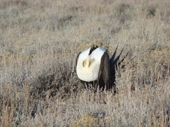 sage grouse glou glou in full form April 2010