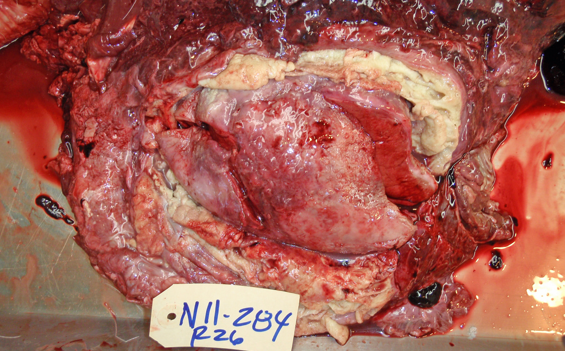 bighorn-sheep-lung-pneumonia-abcesses