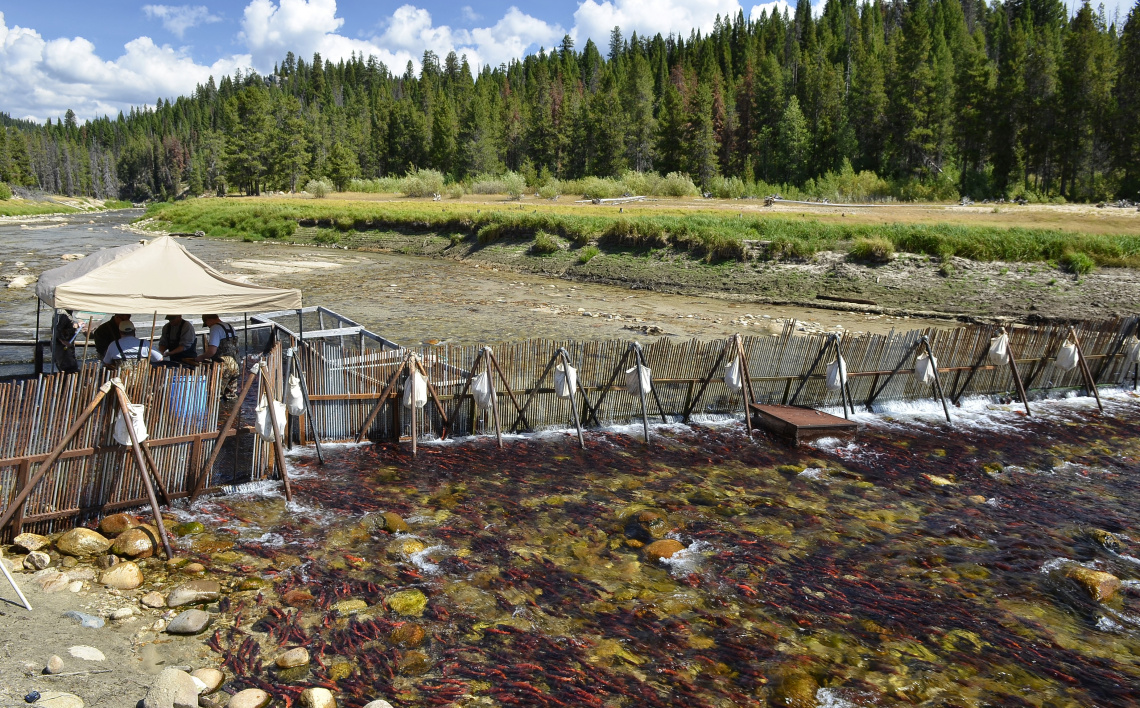 Kokanee chronicle sustaining Idaho's favorite landlocked salmon