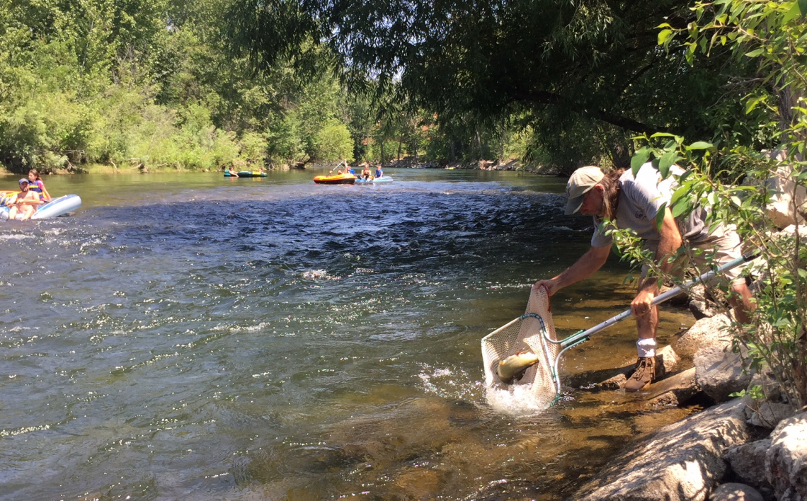 Chinook Salmon in the Boise River Idaho Fish and Game